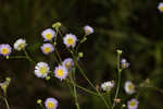 Daisy fleabane